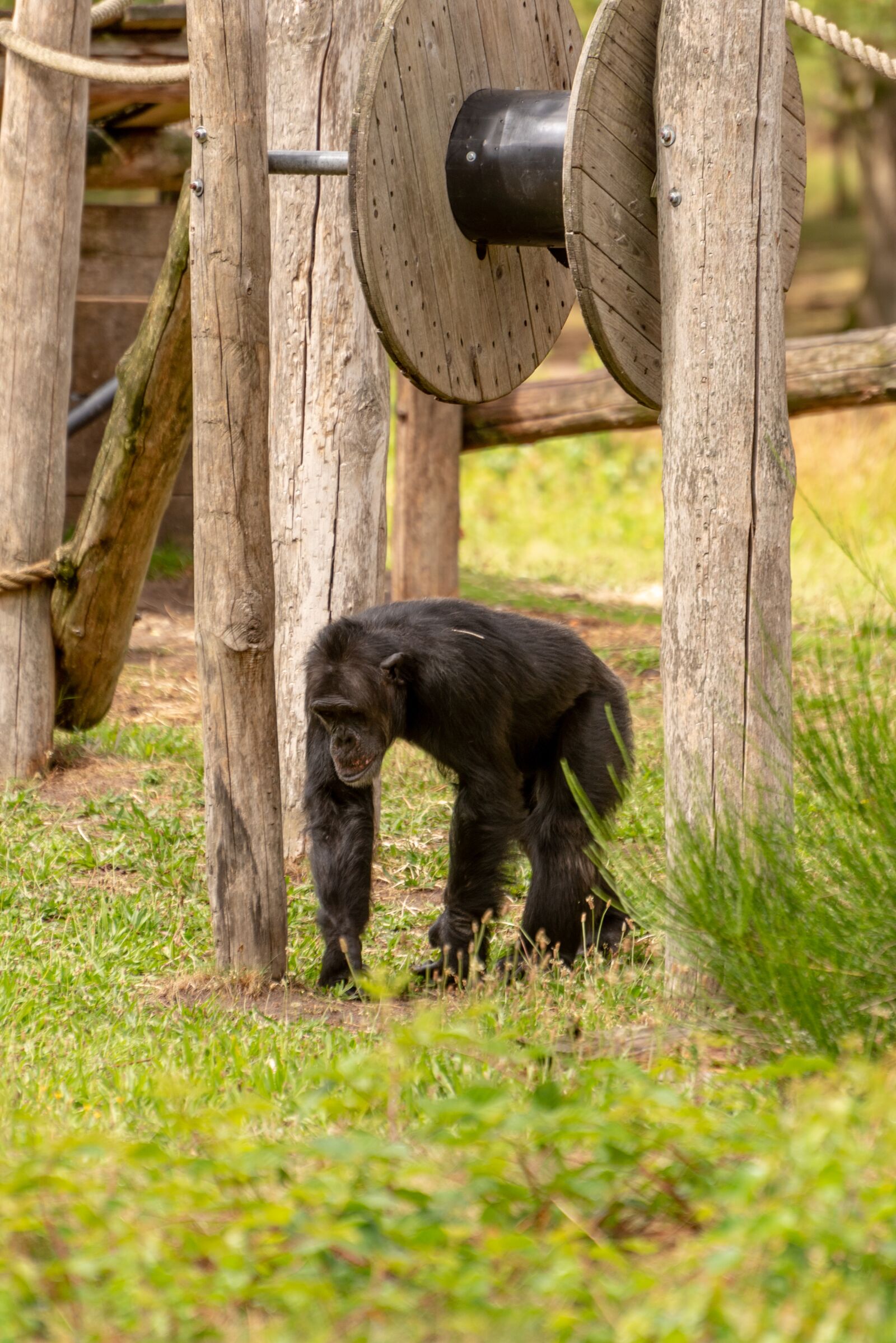 Nikon D750 sample photo. Beekse bergen, hilvarenbeek, park photography