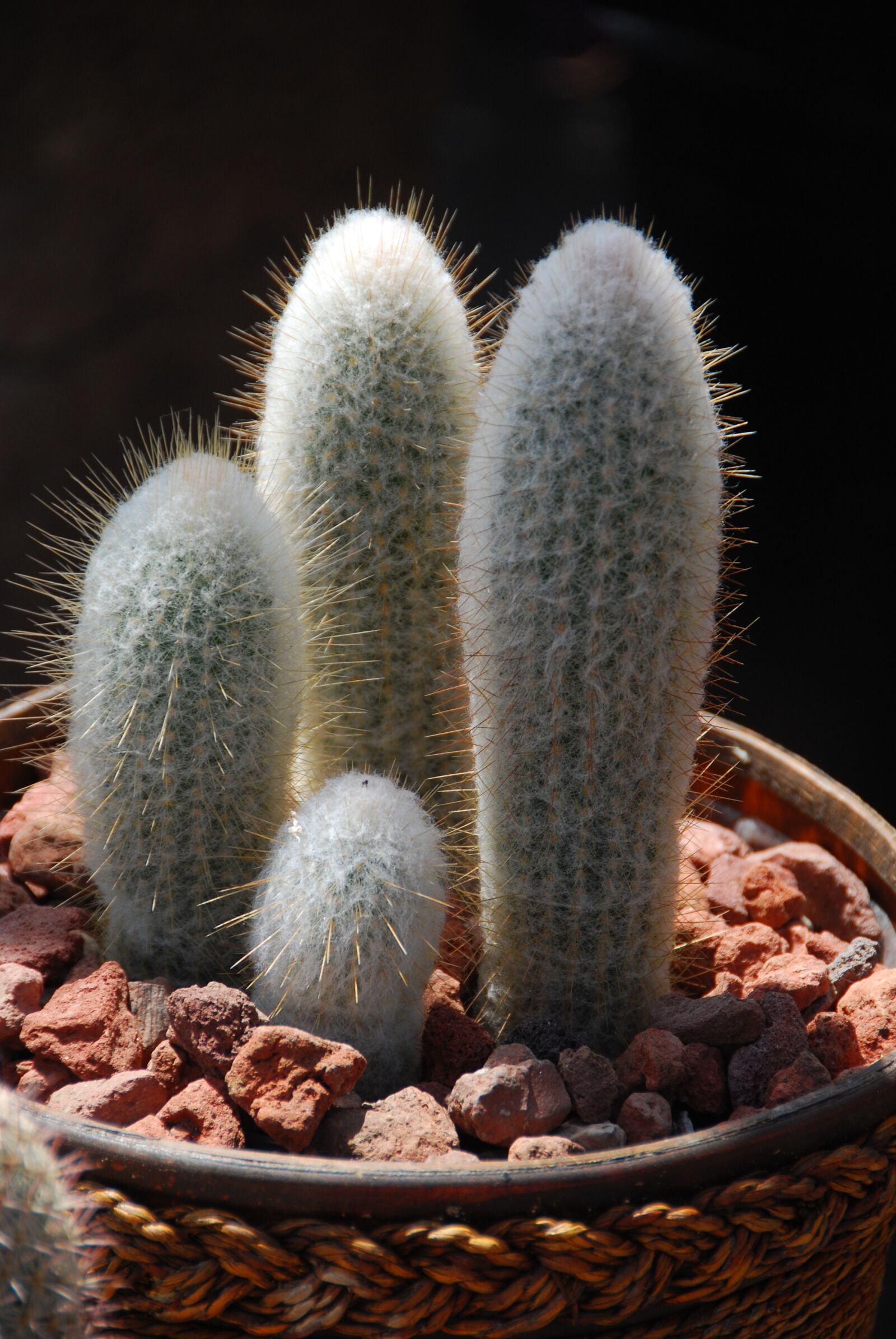 Nikon D60 sample photo. Cactus, plant, succulent photography