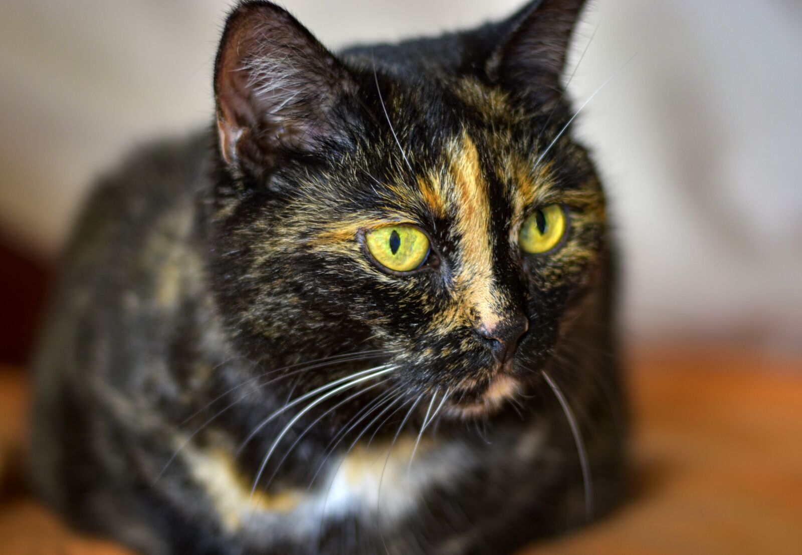 Nikon D5600 sample photo. Cat, look, eyes photography