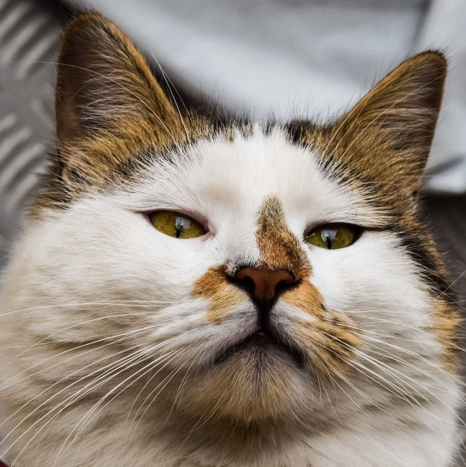 Nikon D3300 sample photo. Cat, eyes, face photography