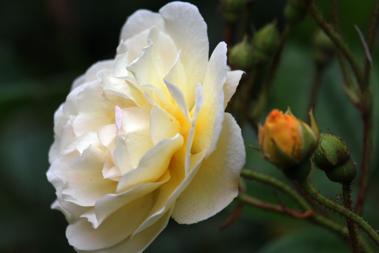 Canon EOS 700D (EOS Rebel T5i / EOS Kiss X7i) + Canon EF-S 55-250mm F4-5.6 IS STM sample photo. Rose, garden, blossom photography