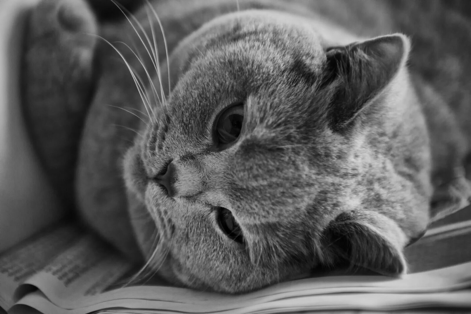 Nikon D3X sample photo. Cat, british shorthair, thoroughbred photography