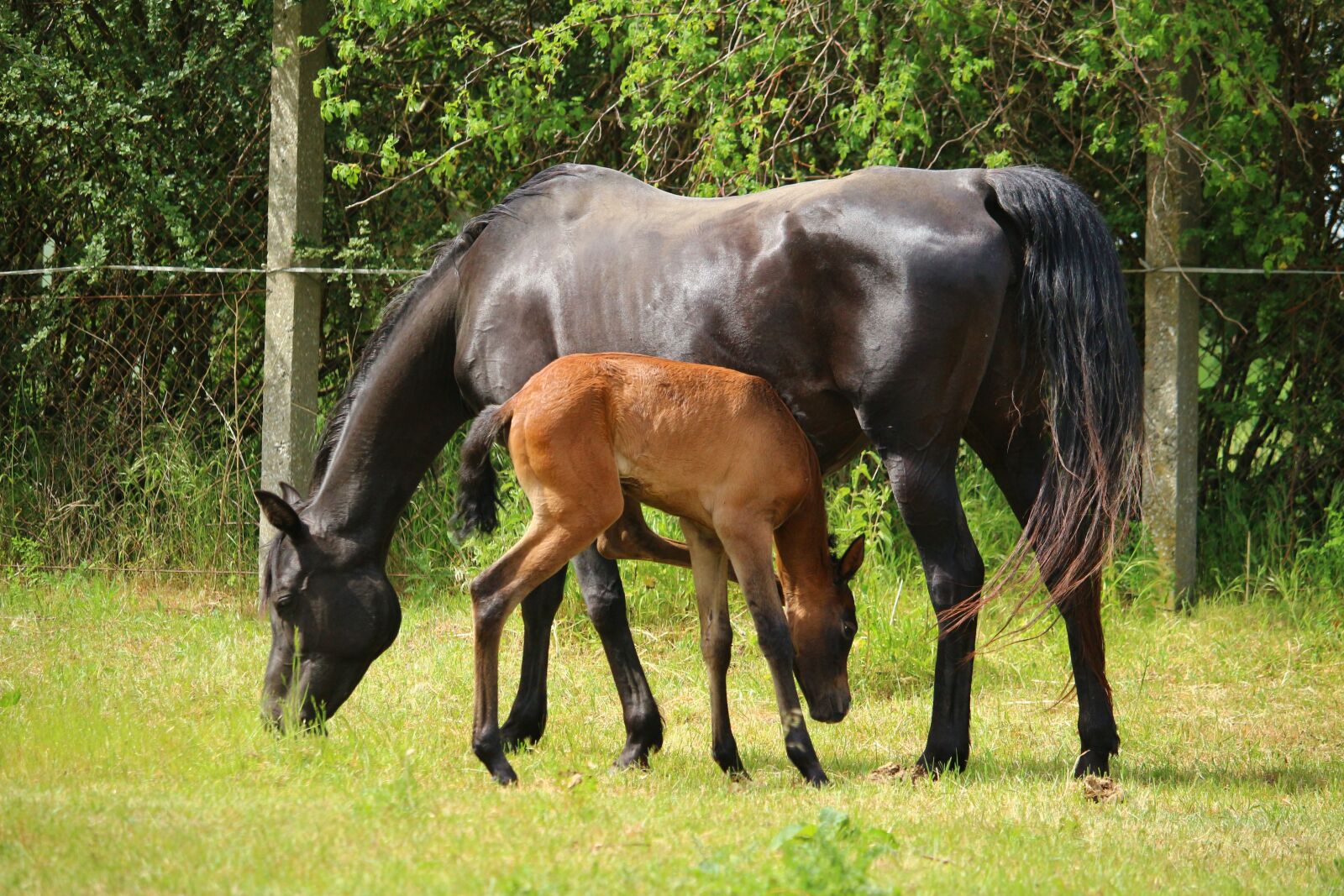 Canon EOS 100D (EOS Rebel SL1 / EOS Kiss X7) sample photo. Horse, mare, foal photography