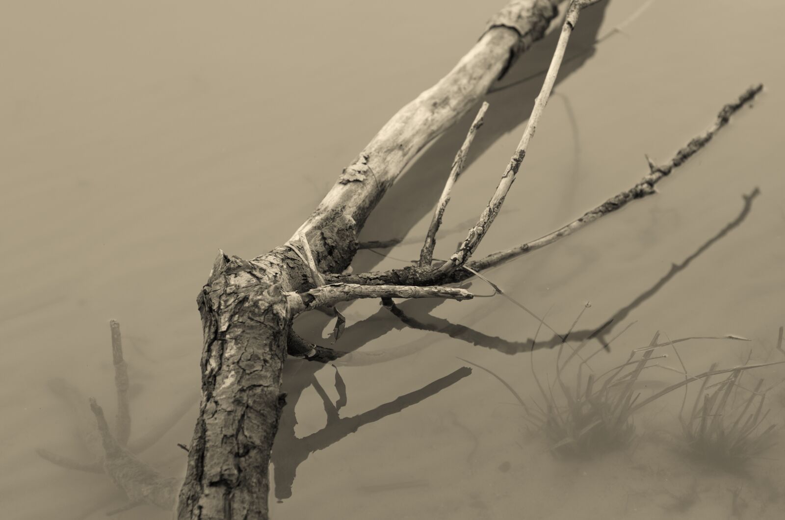Nikon D7000 sample photo. Water, mirroring, branch photography