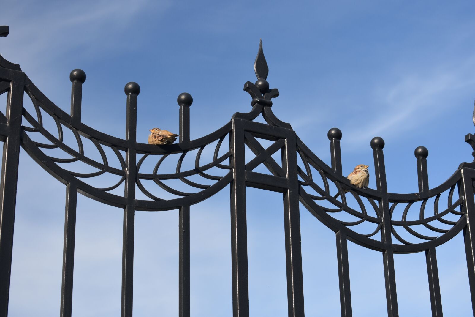 Nikon D3400 sample photo. Fence, grille, metal photography