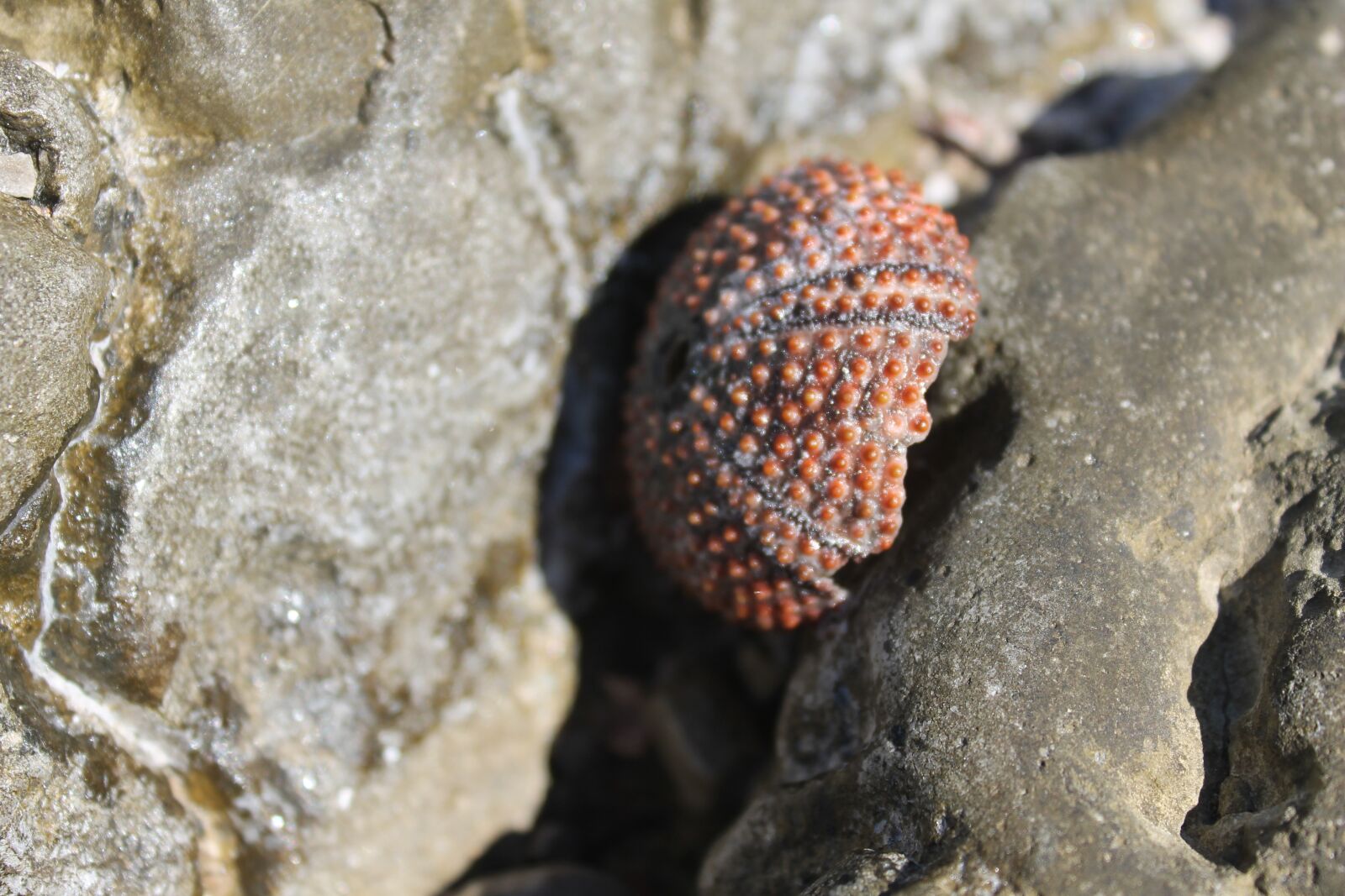 Canon EOS 1100D (EOS Rebel T3 / EOS Kiss X50) sample photo. Montenegro, sea, animal marine photography