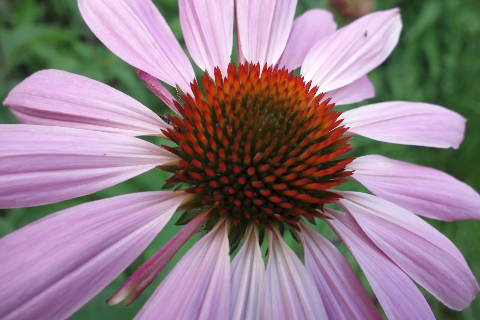 Sony Cyber-shot DSC-RX100 sample photo. Echinacea, violet, flower photography