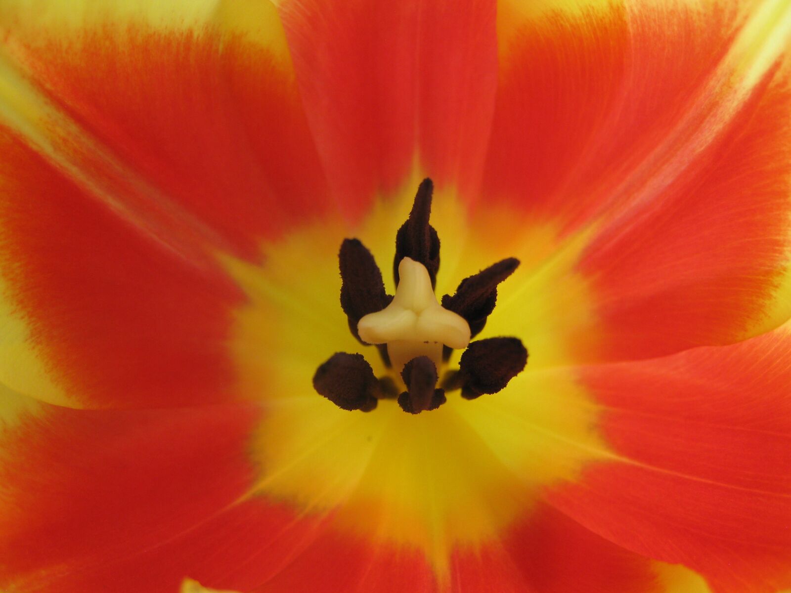 Canon PowerShot SD890 IS (Digital IXUS 970 IS / IXY Digital 820 IS) sample photo. Tulip temple, tulip, blossom photography
