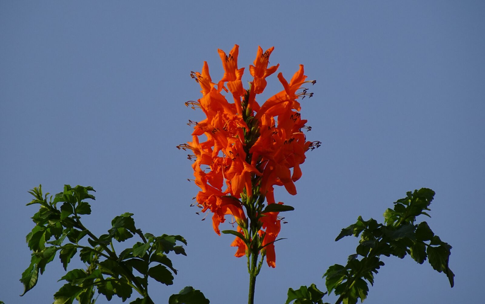 Sony DSC-WX800 sample photo. Flower, tecoma capensis cape photography