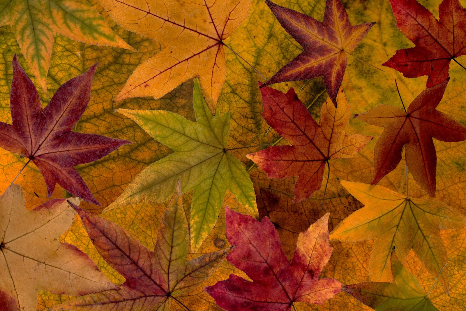 Canon EF-S 60mm F2.8 Macro USM sample photo. Leaves, colorful, dry leaves photography