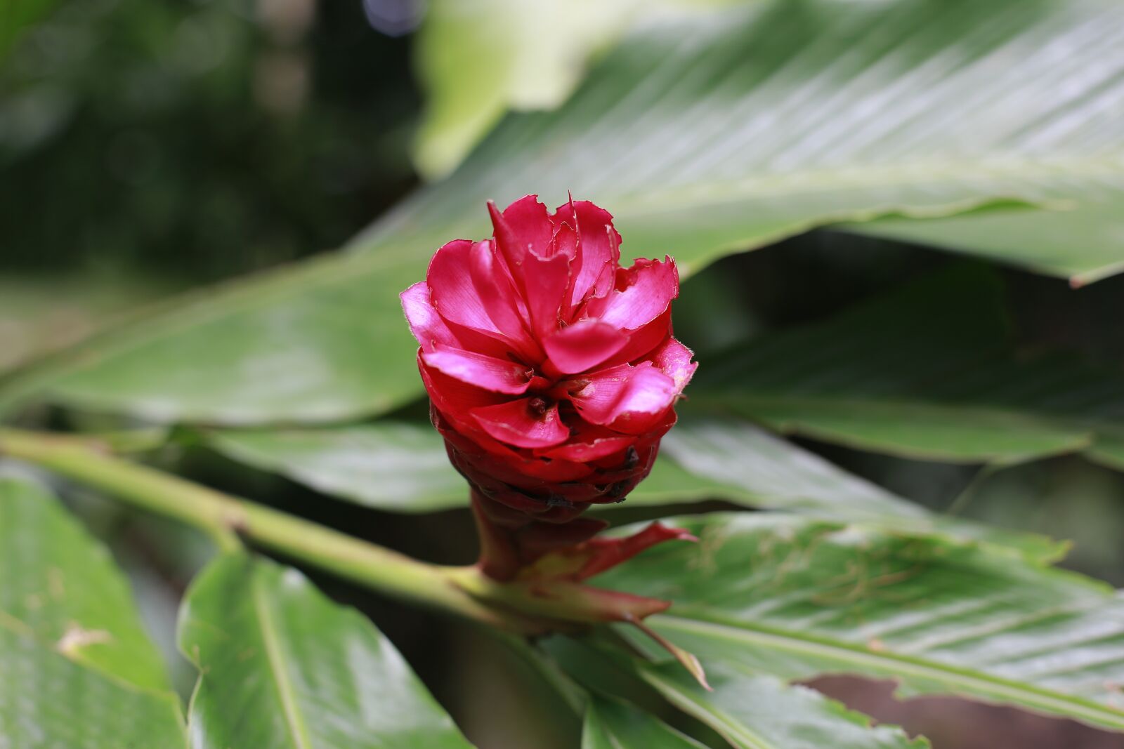 Canon EF 50mm F1.4 USM sample photo. Flower, garden, pretty photography