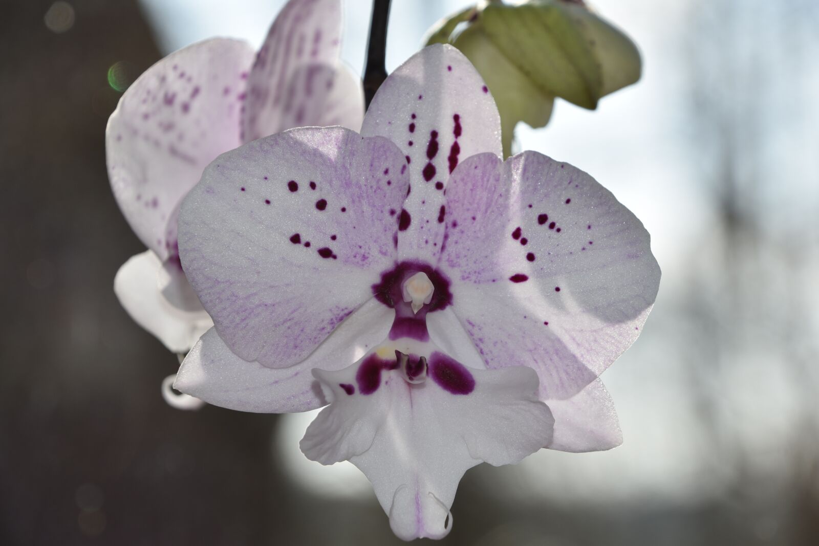 Nikon D5600 sample photo. Flower, nature, plant photography