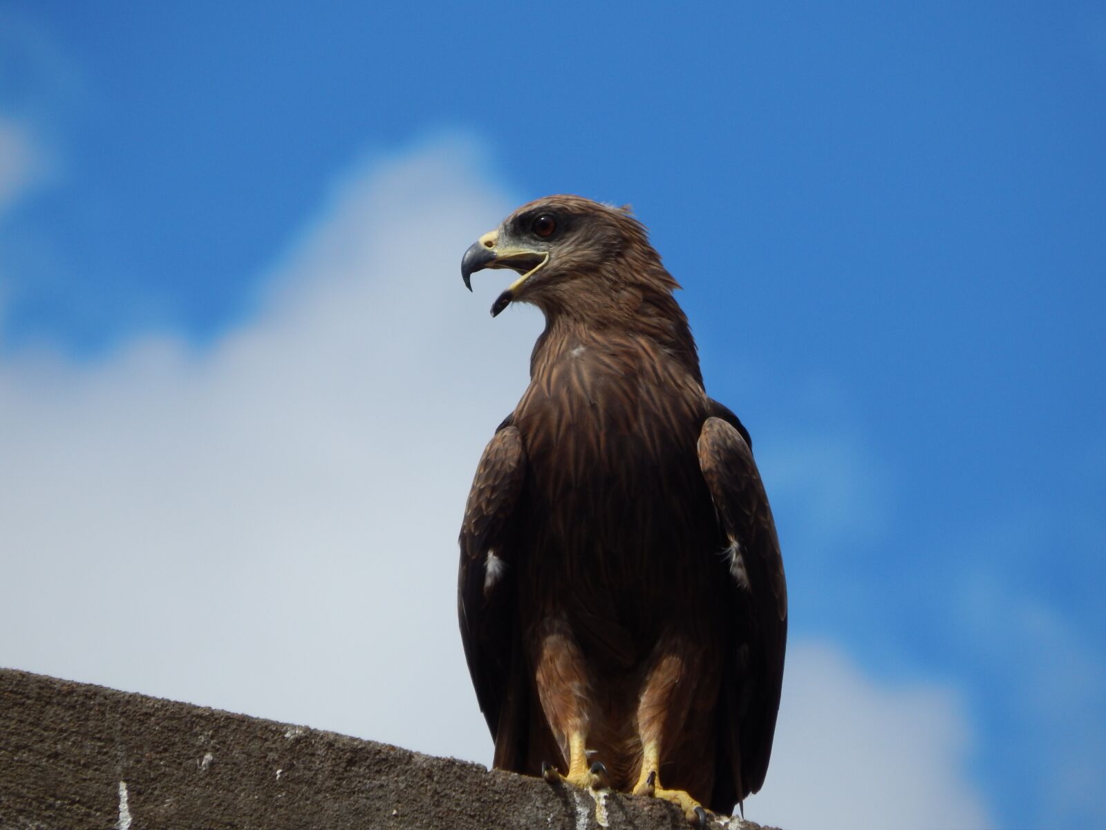 Nikon Coolpix L820 sample photo. Eagle, bangalore, india photography
