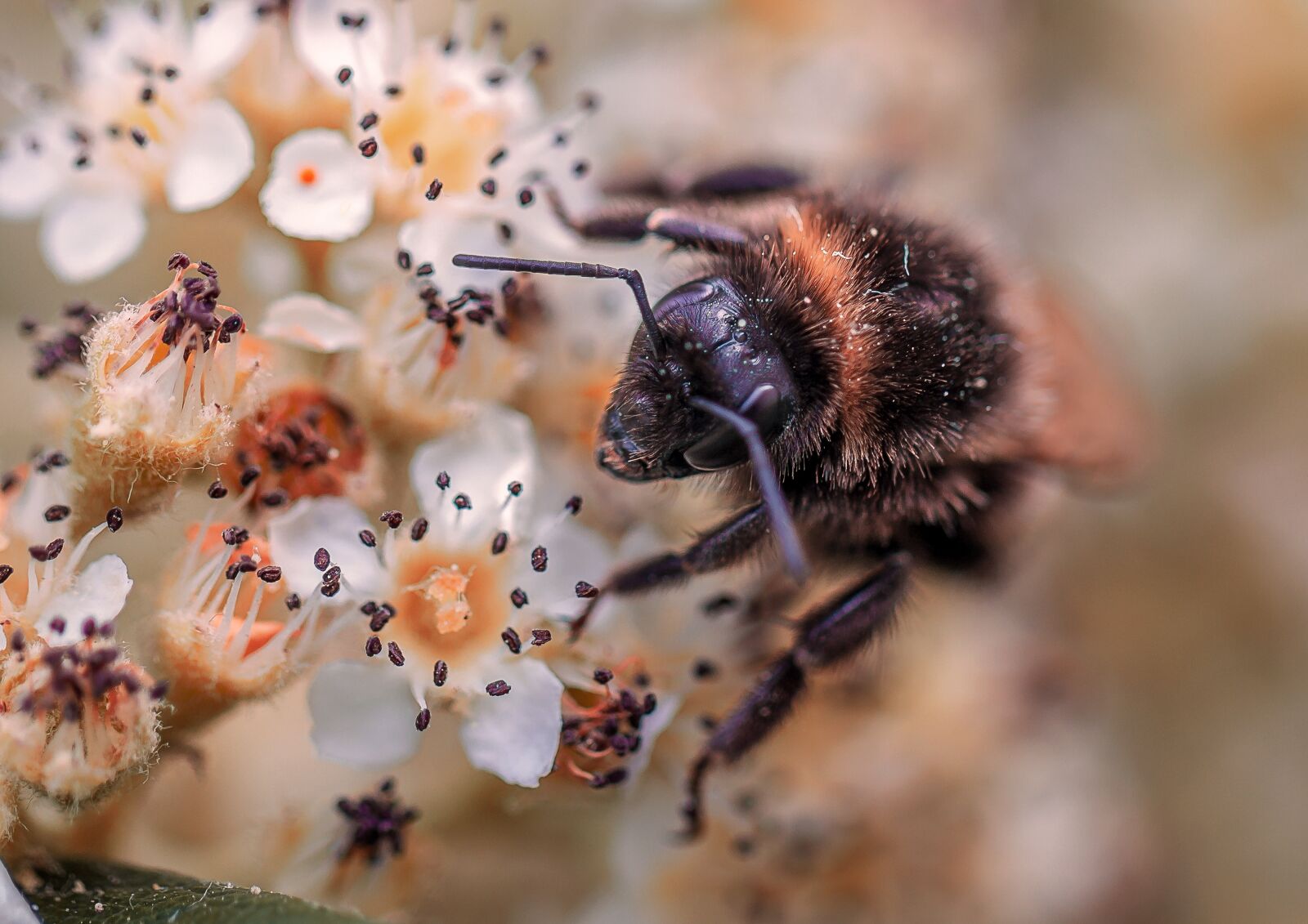 Canon EF 100mm F2.8L Macro IS USM sample photo. Bee, nature, insects photography