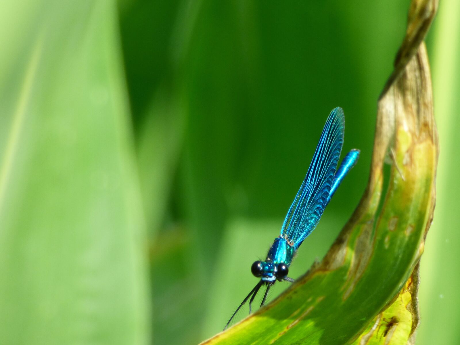 Panasonic DMC-FZ72 sample photo. Dragonfly, herbs, nature photography