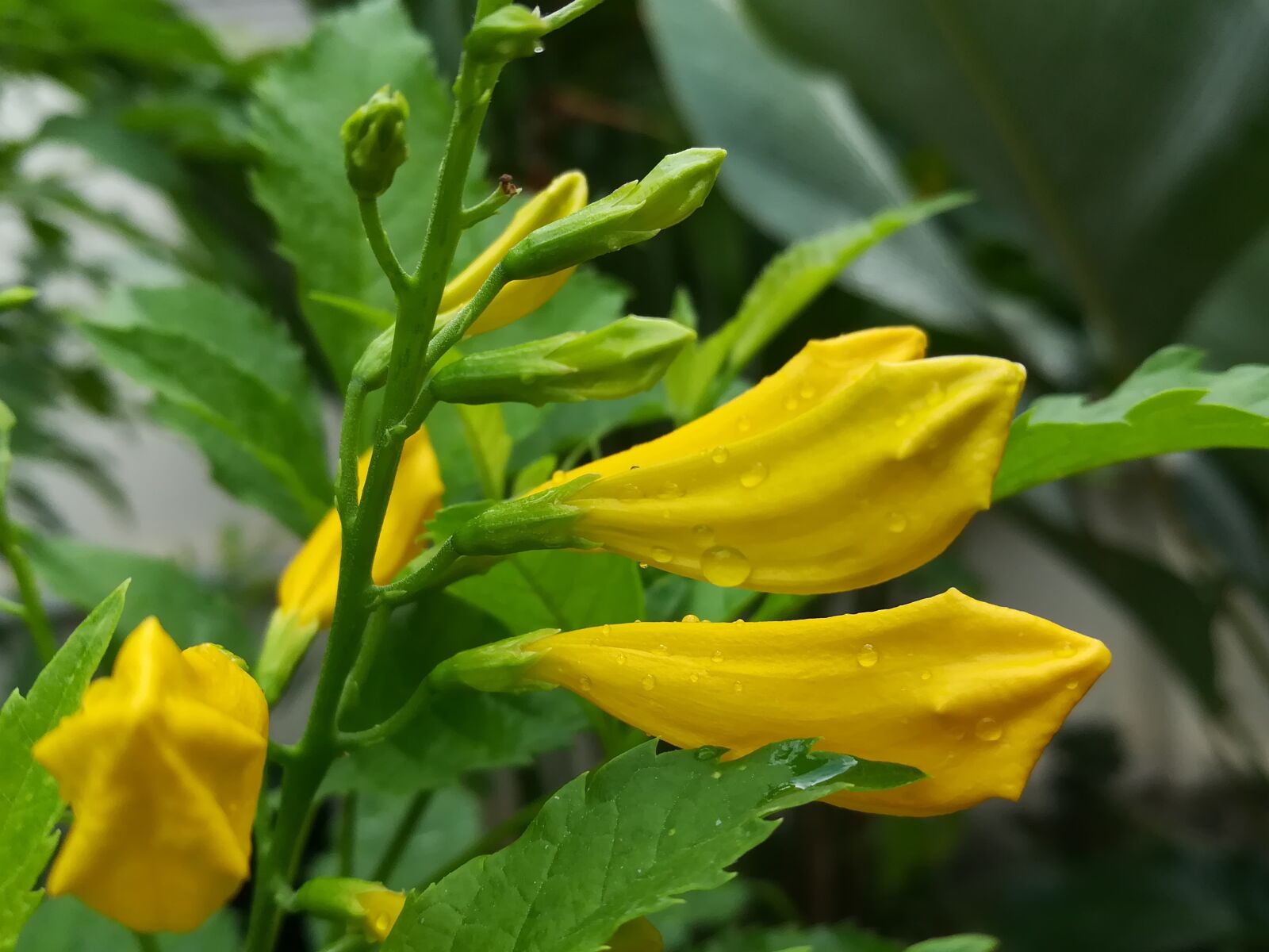HUAWEI GR5 2017 sample photo. Thong-urai, yellow, flowers photography