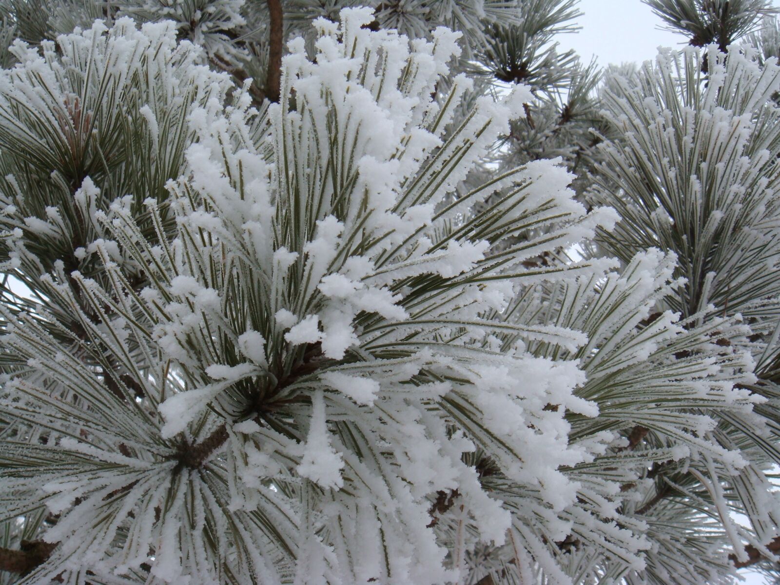 Sony DSC-T70 sample photo. Frost, snow, pine needles photography