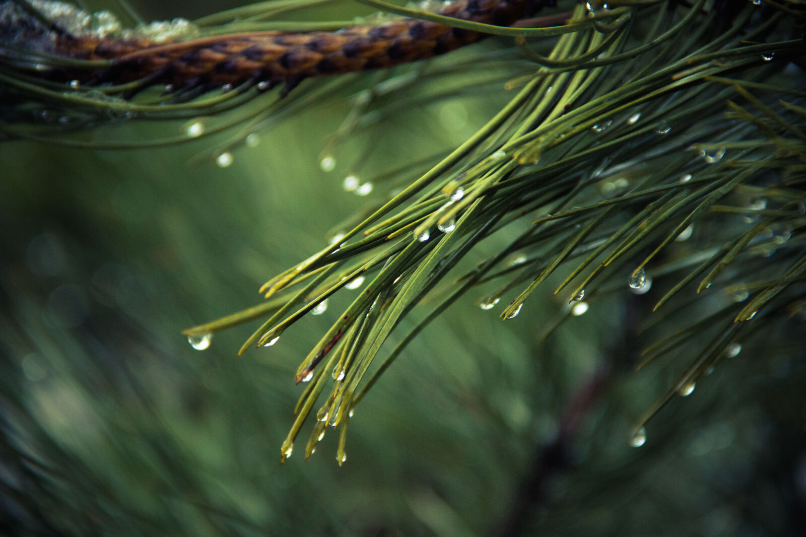 Canon EF-S 18-135mm F3.5-5.6 IS sample photo. Nature, pine, raindrops, drops photography