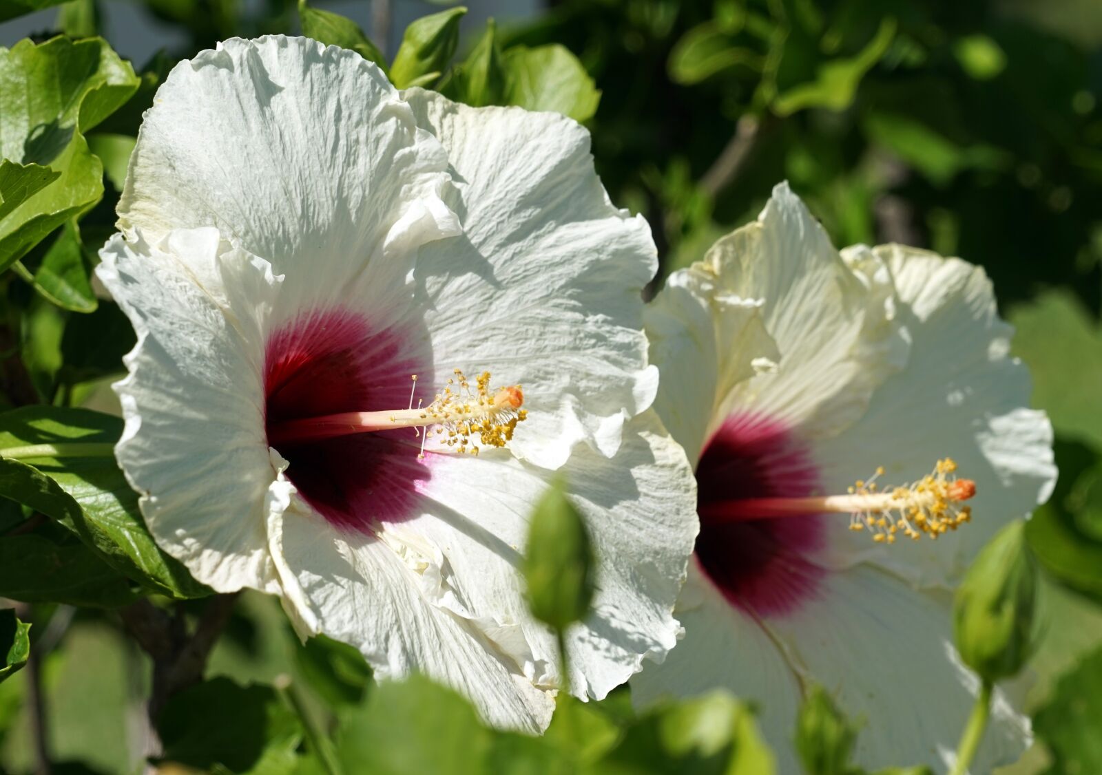 Sony a7 + Sony FE 24-240mm F3.5-6.3 OSS sample photo. Hibiscus, blossom, bloom photography