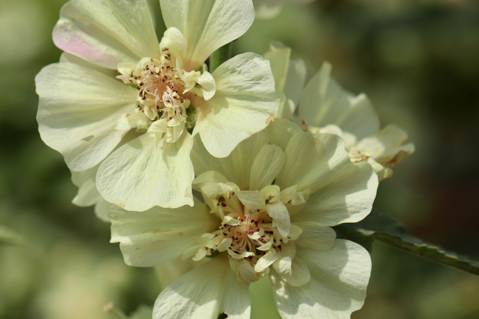 Canon EOS 800D (EOS Rebel T7i / EOS Kiss X9i) sample photo. Hollyhock, poplar garden rose photography