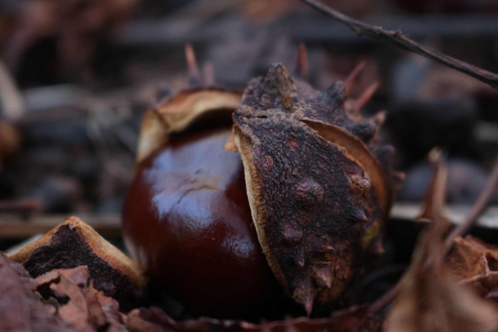 Canon EOS 750D (EOS Rebel T6i / EOS Kiss X8i) sample photo. Chestnut, autumn, nature photography