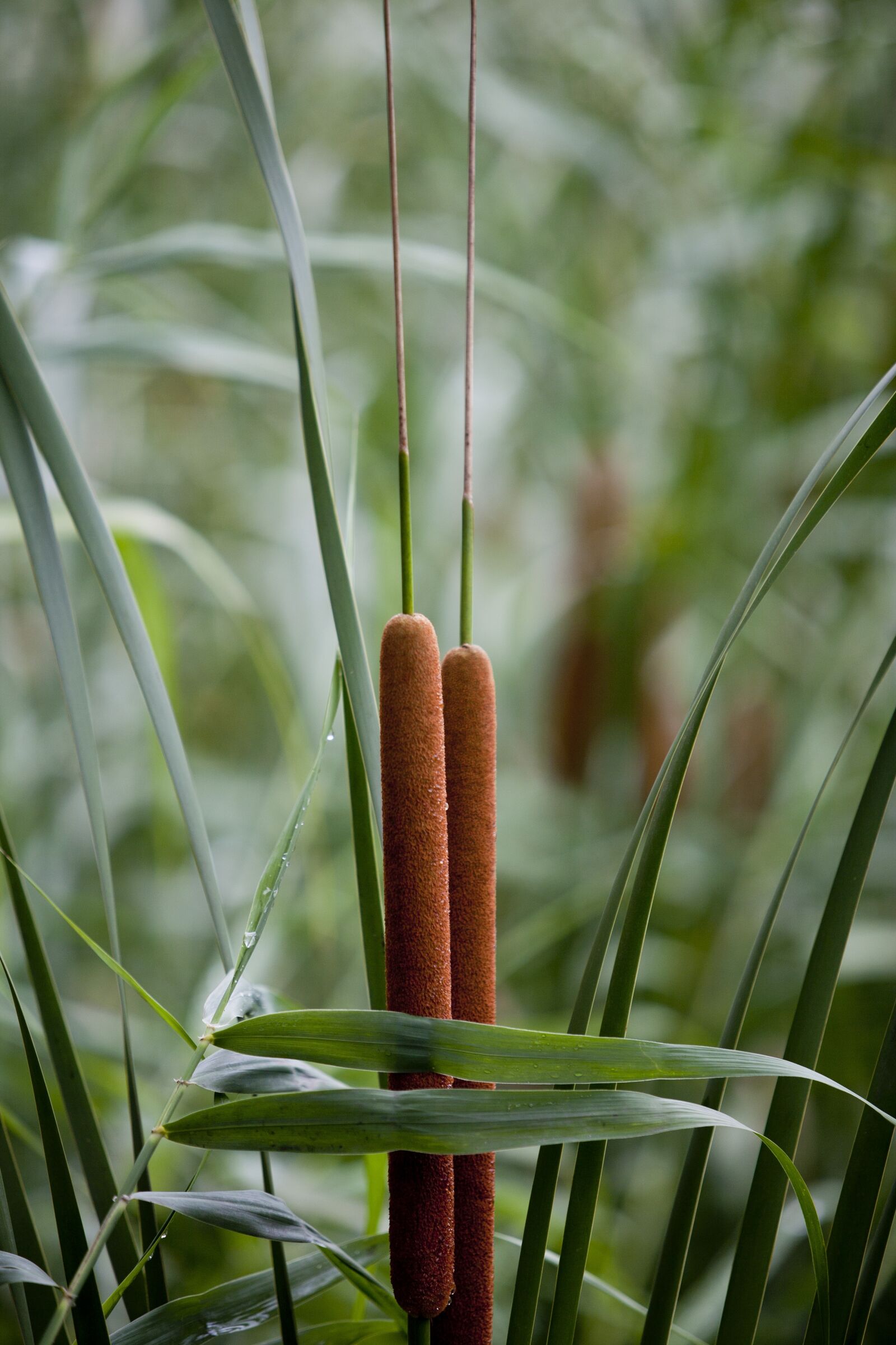 Canon EOS 5D sample photo. Nature, plants, park photography