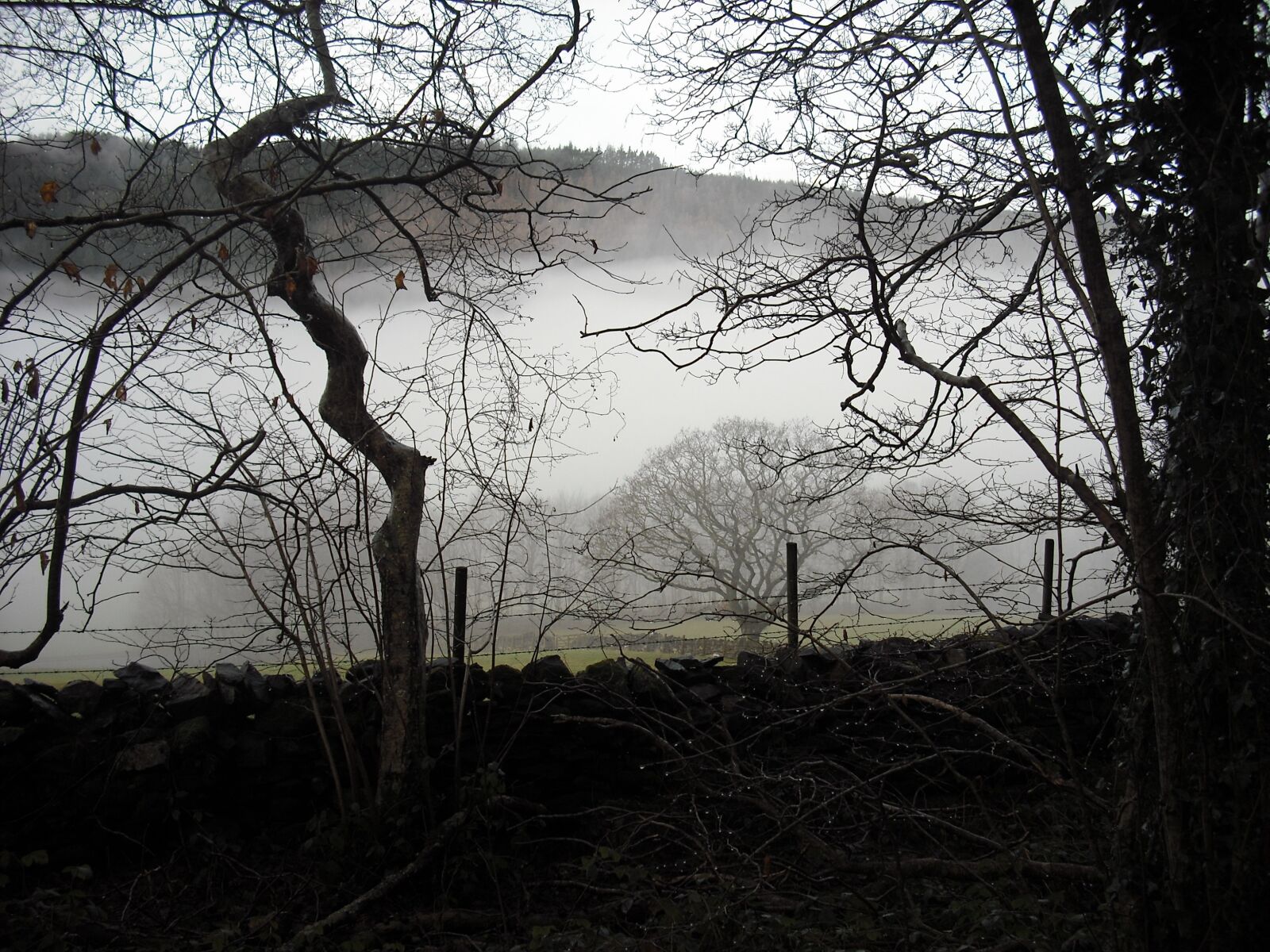 Fujifilm FinePix J15fd sample photo. Mist, trees, winter photography
