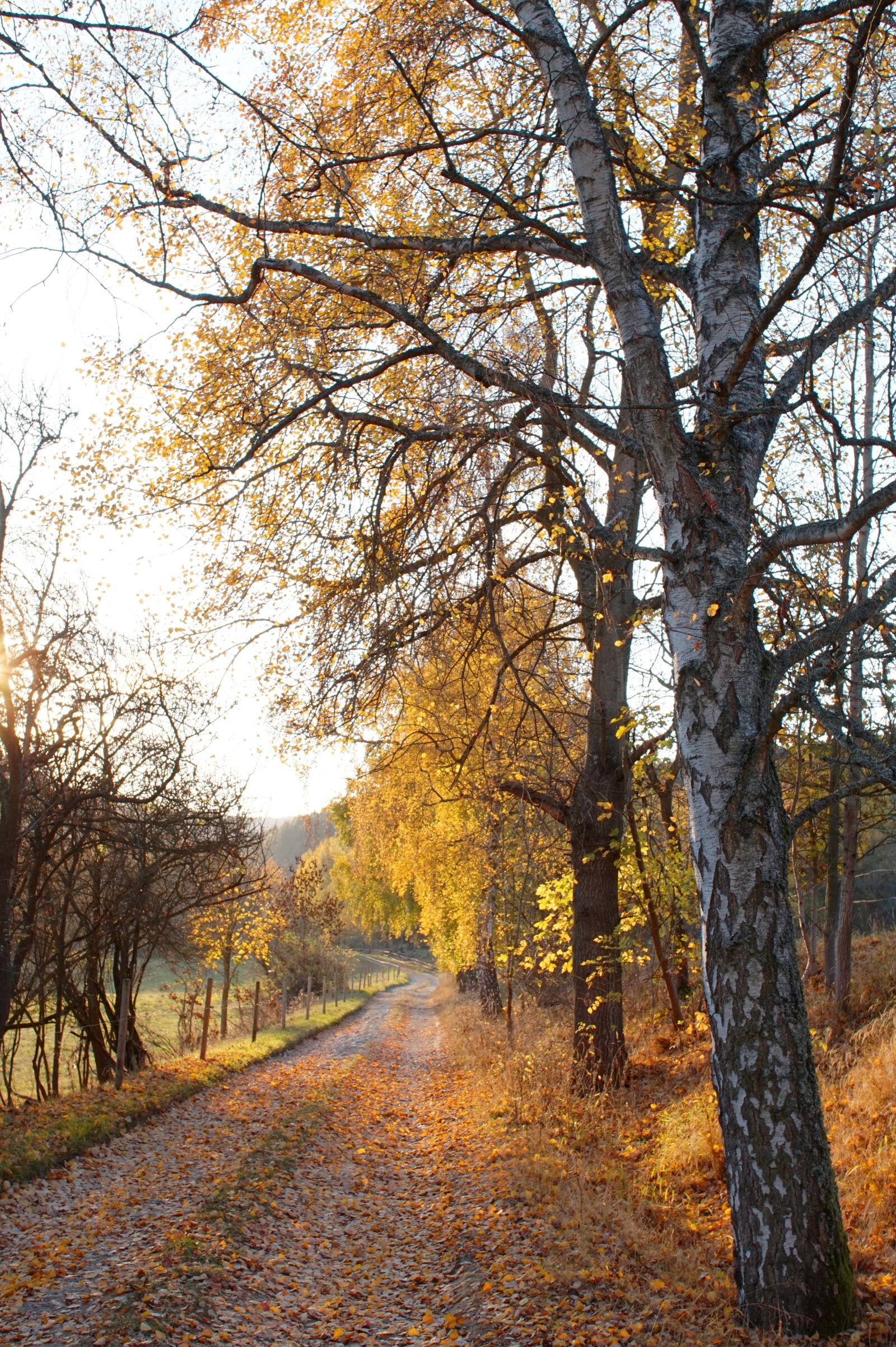 Sony Alpha a5000 (ILCE 5000) sample photo. Lane, birch, trees photography
