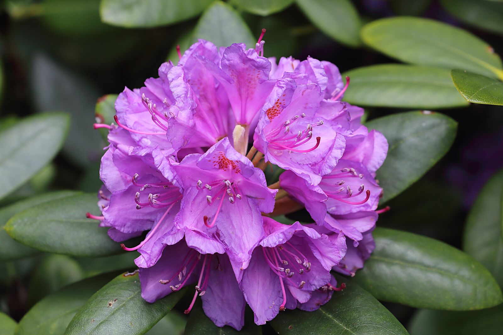 Canon EOS 700D (EOS Rebel T5i / EOS Kiss X7i) sample photo. Rhodedendon, blossom, bloom photography