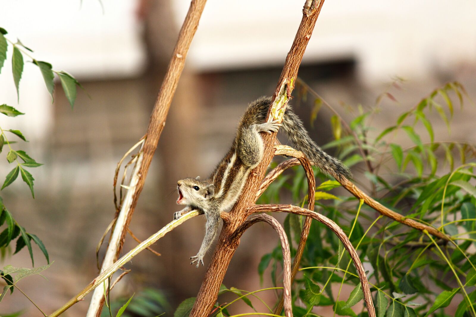 Canon EOS 700D (EOS Rebel T5i / EOS Kiss X7i) sample photo. Squirrel, nature, animal photography