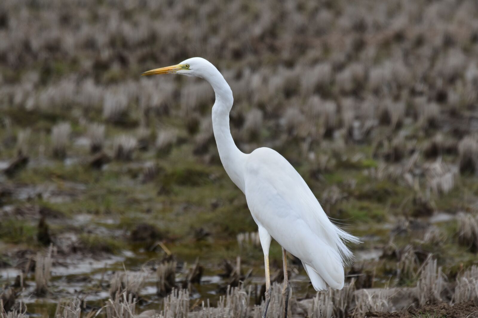 Nikon D7200 sample photo. Animal, yamada's rice fields photography