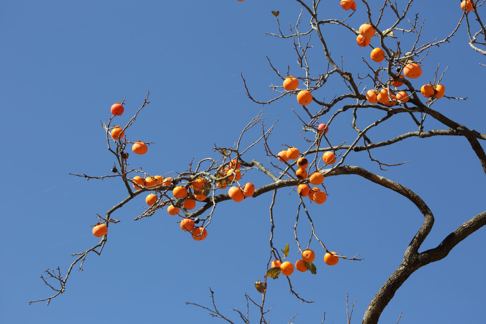 Canon EF 100-400mm F4.5-5.6L IS USM sample photo. Persimmon, fruit, autumn photography