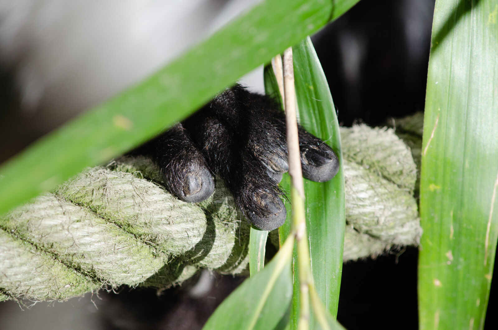 Nikon D7000 + Sigma APO Tele Macro 300mm F4 sample photo