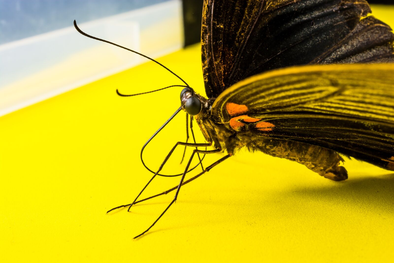 Nikon D5200 sample photo. Butterfly, insect photography