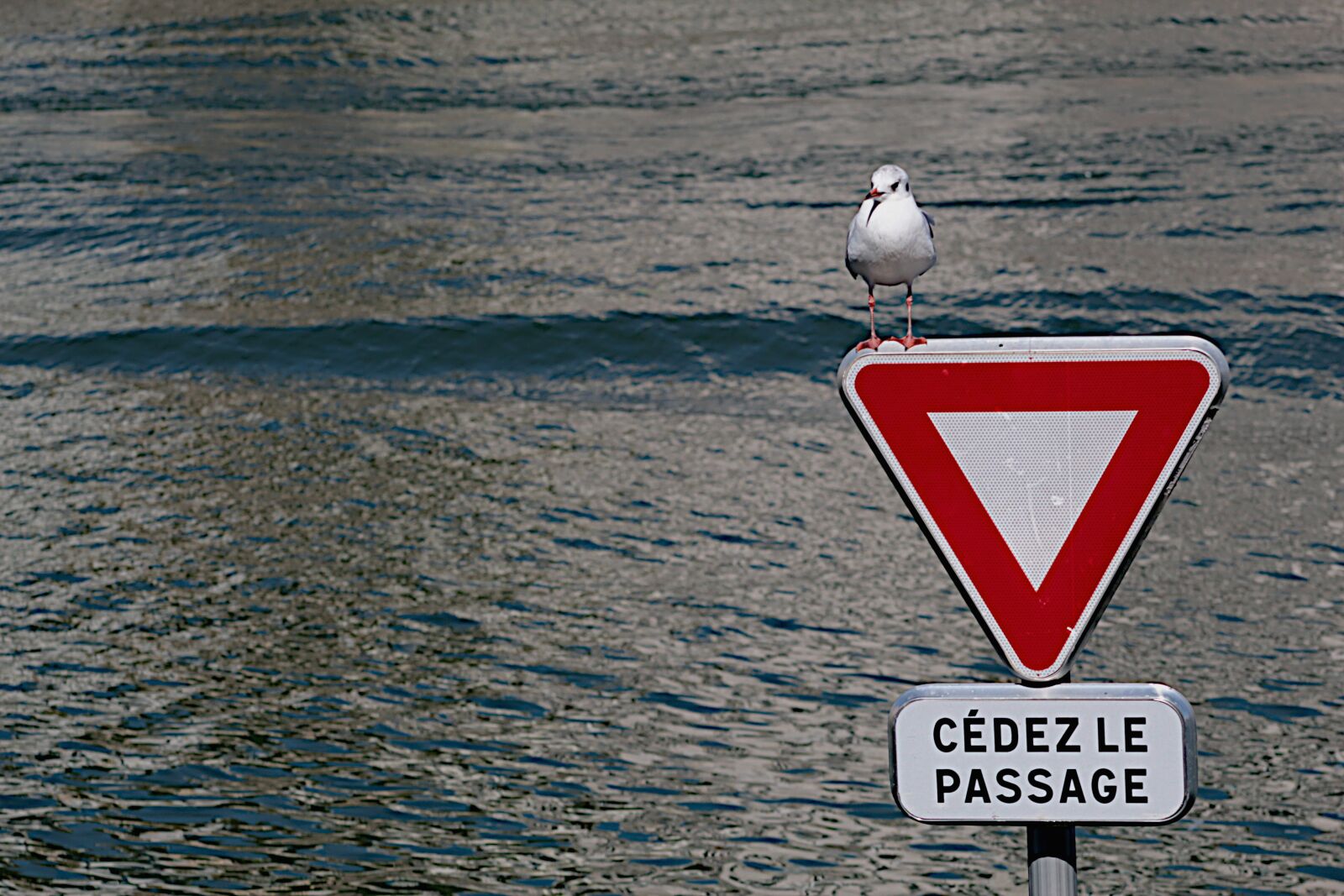 Canon EOS 4000D (EOS Rebel T100 / EOS 3000D) sample photo. Water, seagull, bird photography