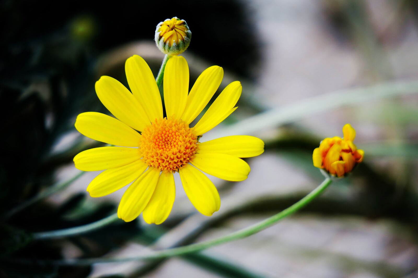 Canon PowerShot G3 X sample photo. Nature, plant, flower photography