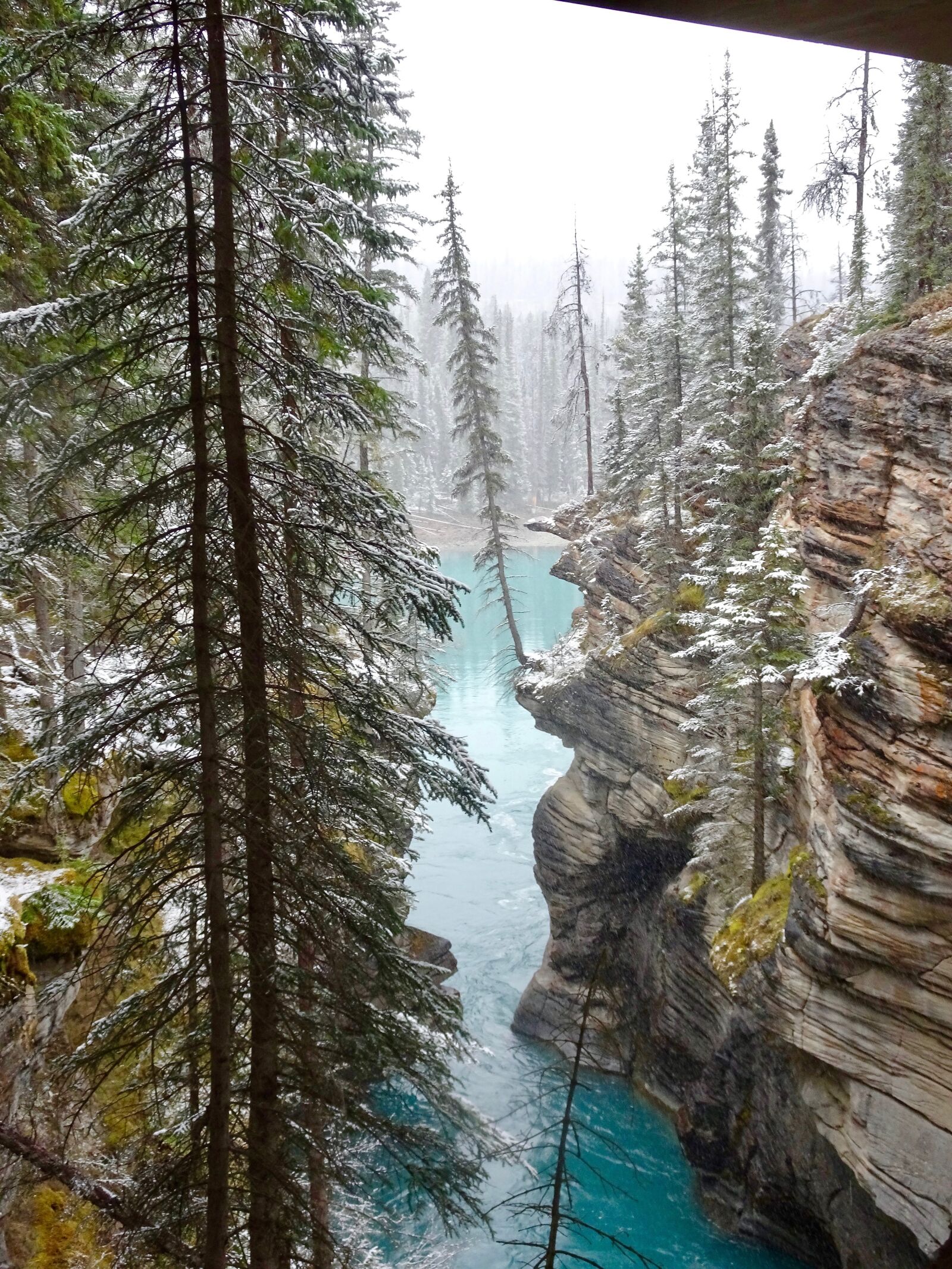 Sony Cyber-shot DSC-HX90V sample photo. Athabasca canyon, tree, edge photography