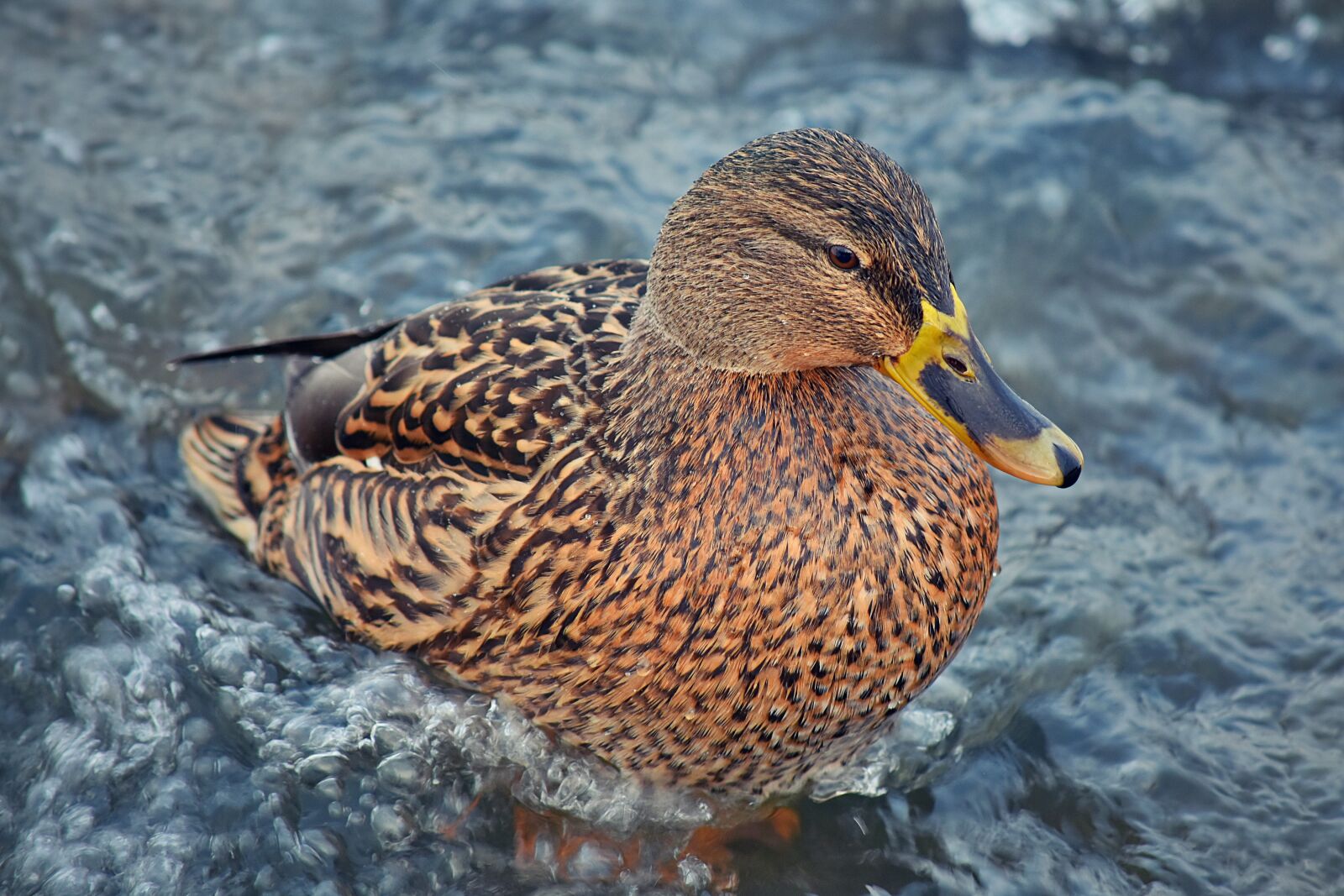 Nikon D7200 sample photo. Duck, water, stream photography