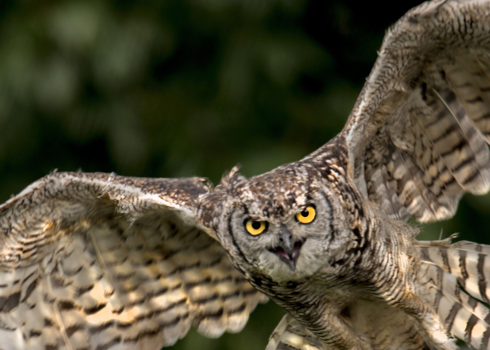 Nikon D800E sample photo. Owl, bird, animal world photography
