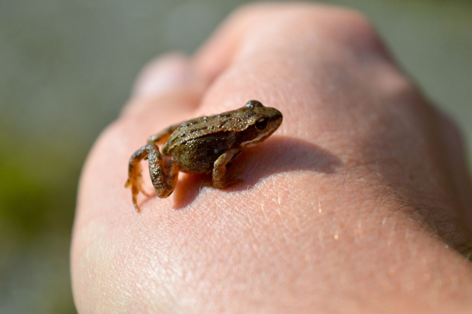 Nikon D3200 sample photo. Toad, frog, small photography