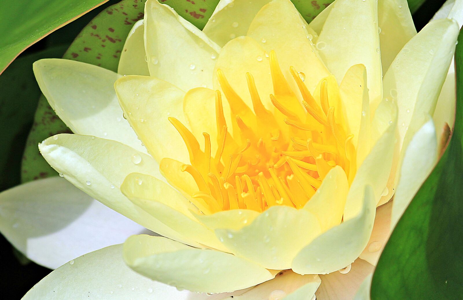 Canon EOS 550D (EOS Rebel T2i / EOS Kiss X4) sample photo. Water lily, nuphar lutea photography