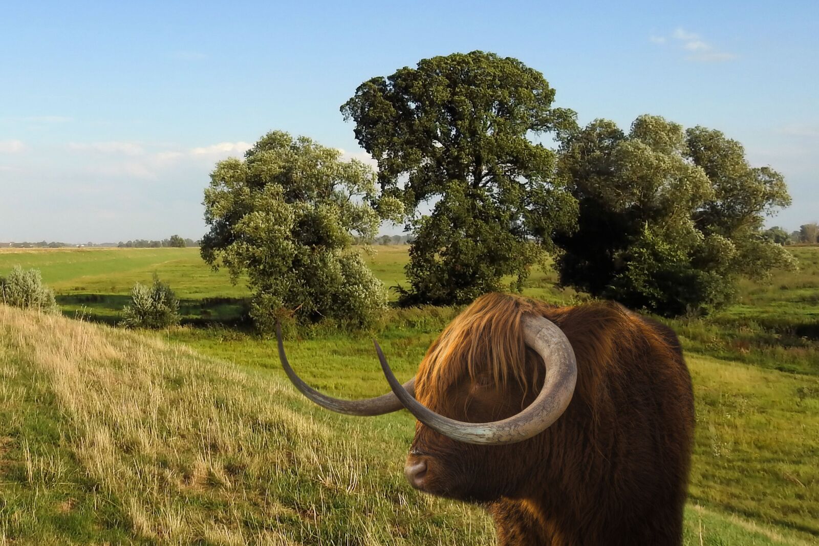 Nikon Coolpix P900 sample photo. Landscape, animal, beef photography