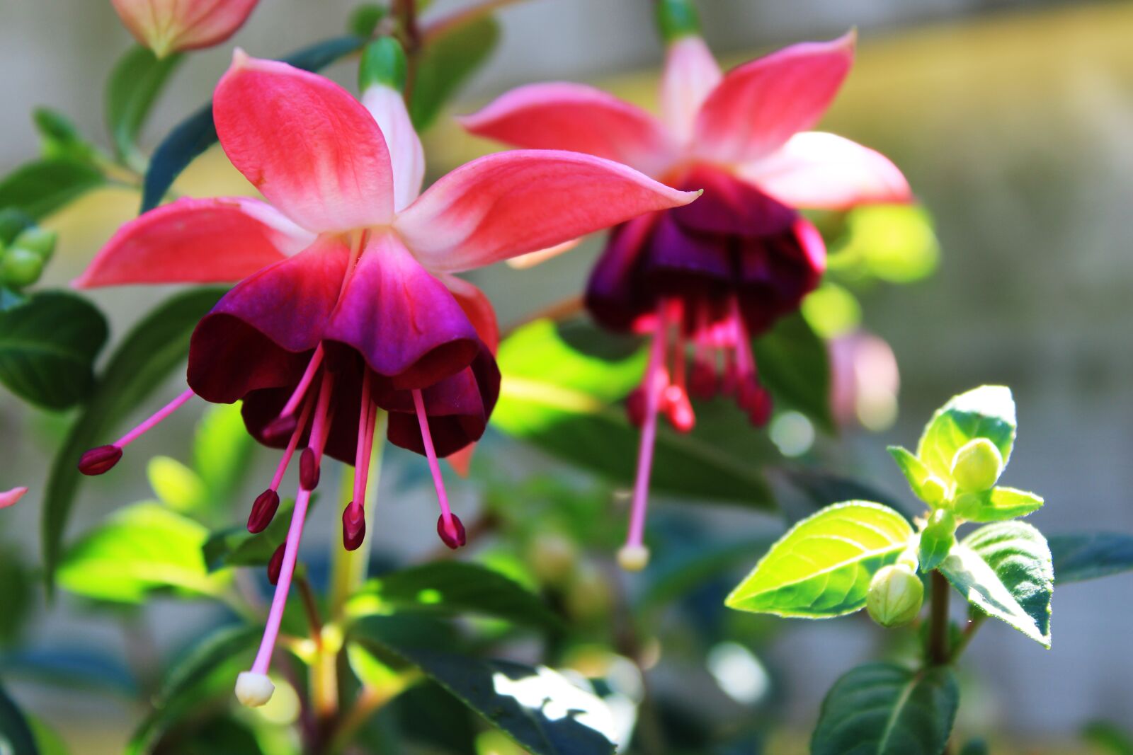 Canon EOS 2000D (EOS Rebel T7 / EOS Kiss X90 / EOS 1500D) sample photo. Fuchsias, flower, fuchsia photography