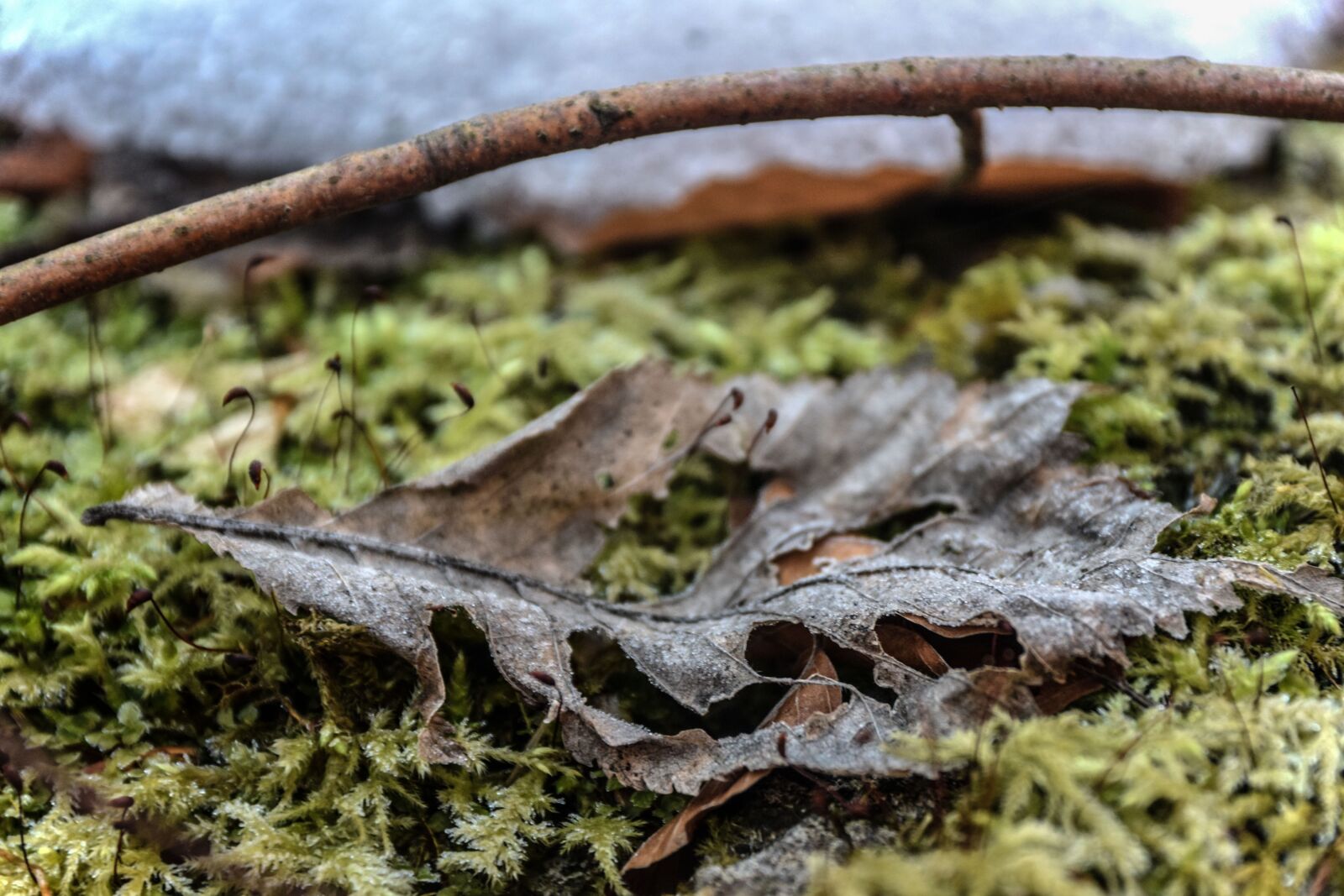 Nikon D5300 sample photo. Ticket, tree, nature photography