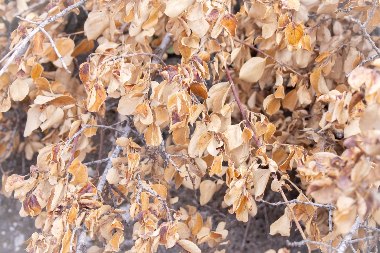 Nikon D7200 sample photo. Autumn, dry leaves, tree photography