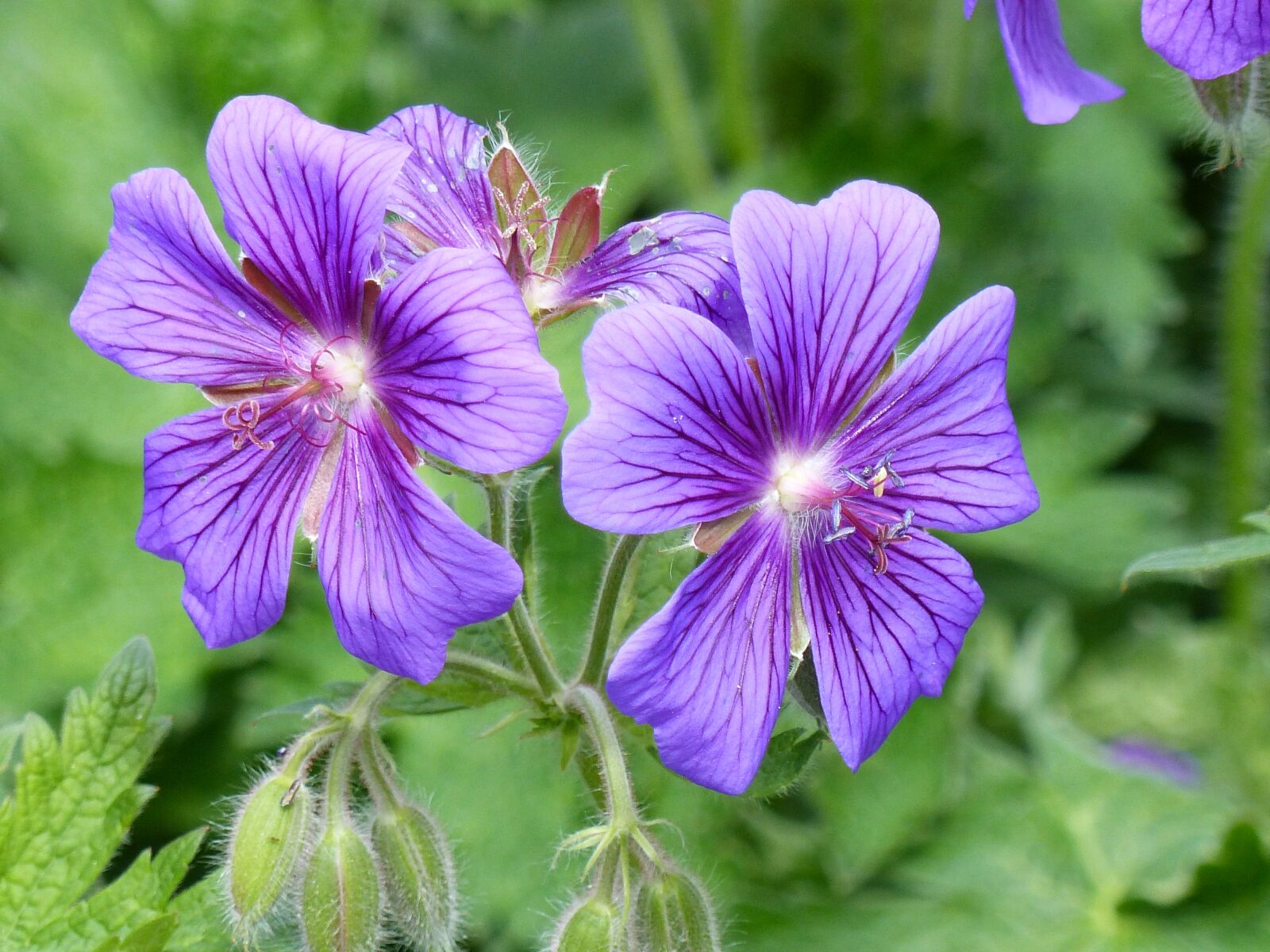 Panasonic Lumix DMC-FZ200 sample photo. Cranesbill, flowers, blue photography