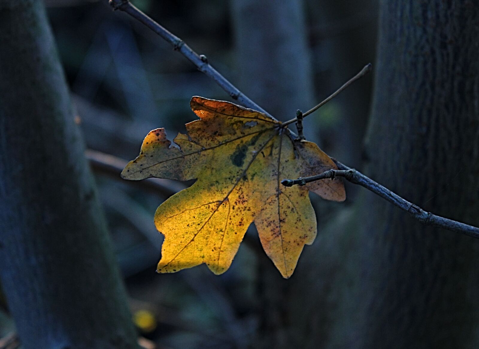 Canon EOS 600D (Rebel EOS T3i / EOS Kiss X5) sample photo. Leaf, tree, autumn photography