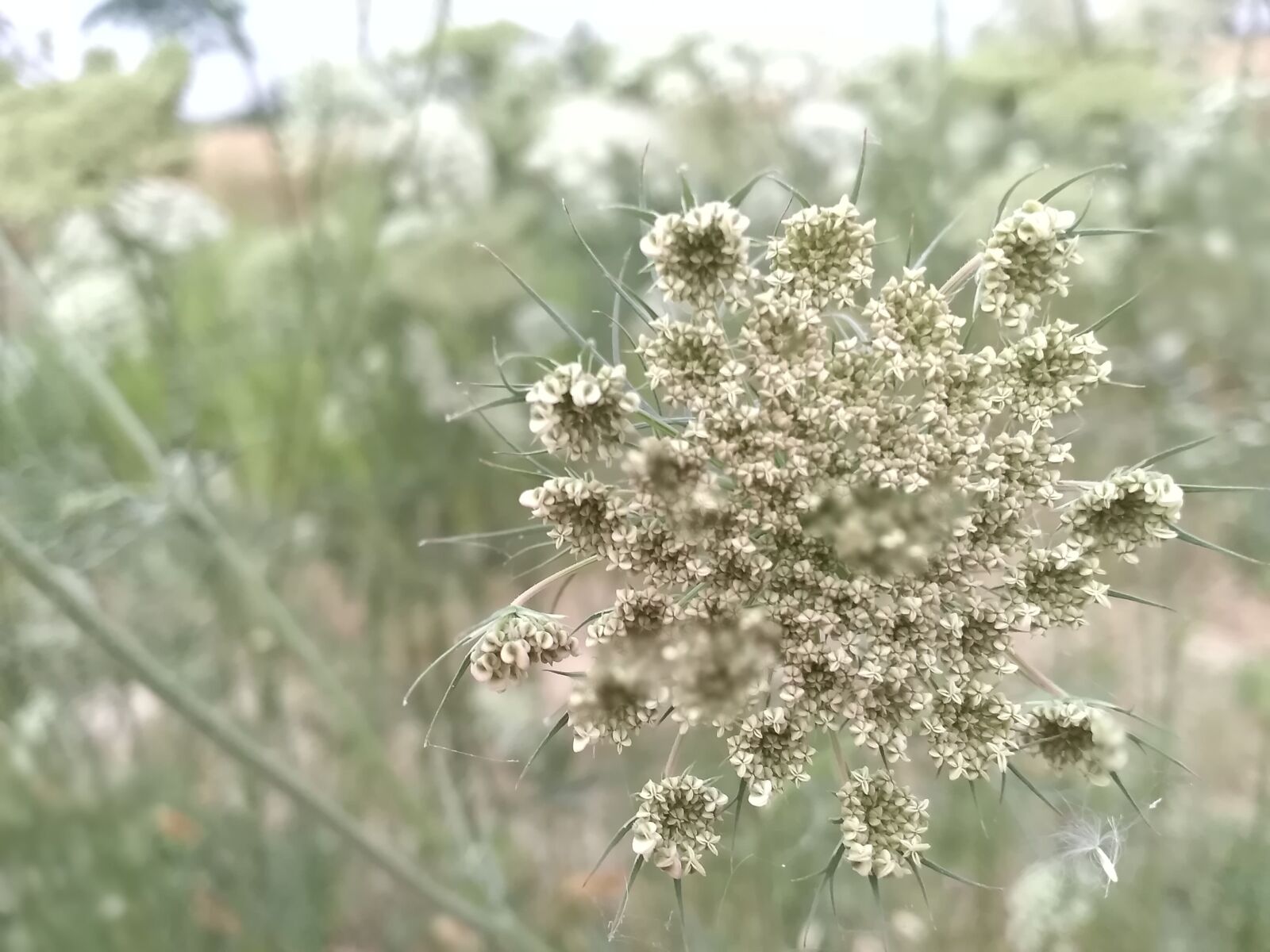 HUAWEI BKK-LX2 sample photo. Flower, coriander, coriander flower photography