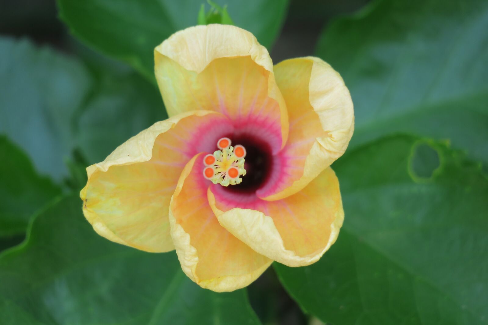 Canon PowerShot G3 X sample photo. Hibiscus, plant, flower photography