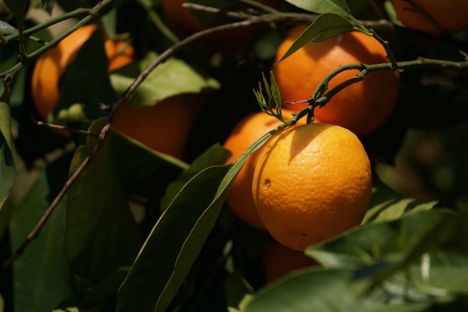 Sony E 55-210mm F4.5-6.3 OSS sample photo. Orange, citrus sinensis, citrus photography